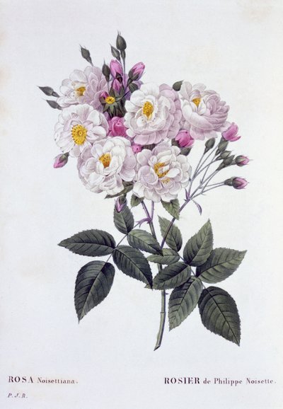 Rosa Noisettiana, published 1824-26 by Pierre Joseph Redouté
